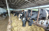 牛舎の様子