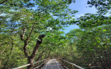 マングローブ遊歩道(1)
