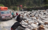 道路をふさぐ羊の群れ