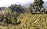 山の斜面に広がる茶畑