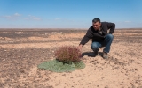 砂漠での植物生態調査