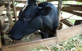 支援農家が肥育する牛