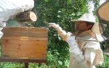 養蜂活動