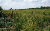 米が多く収穫できれば所得向上につながります。